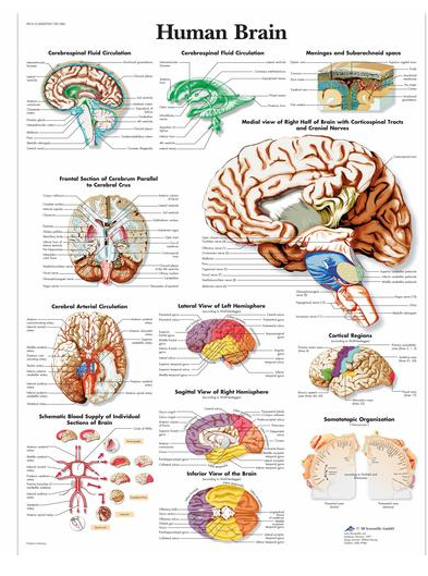 Human Brain Chart