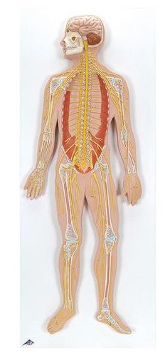 Nervous System, 1/2 life-size