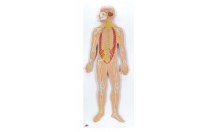 Nervous System, 1/2 life-size