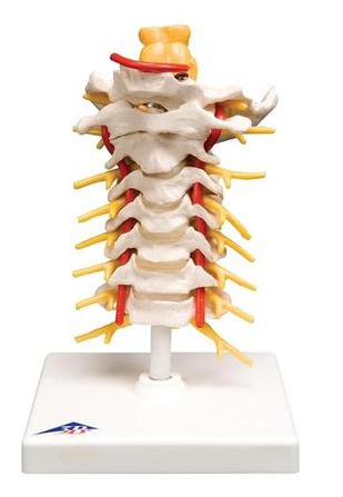 Cervical Spinal Column