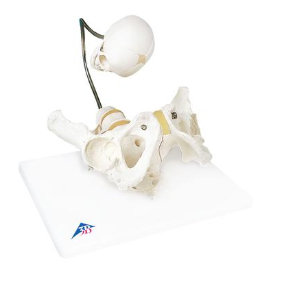 Childbirth Demonstration