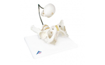 Childbirth Demonstration