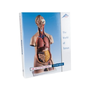 상반신 모형 가이드