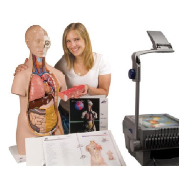 상반신 모형 가이드