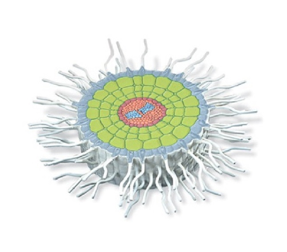 줄기 흡수구조 모형