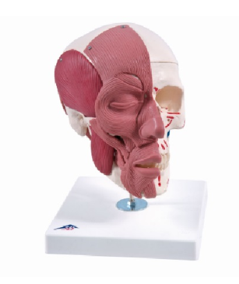 안면근육이 있는 두개골 모형
