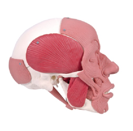 안면근육이 있는 두개골 모형
